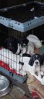 English pointer for sale