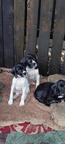 English pointer for sale