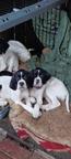 English pointer for sale