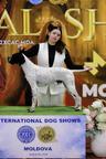 English pointer for sale