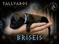 Briseis - Male