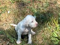 English Setter Puppies for sale, multiple beaty championship Mother