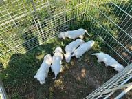 English Setter Puppies for sale, multiple beaty championship Mother