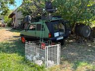 English Setter Puppies for sale, multiple beaty championship Mother