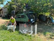 English Setter Puppies for sale, multiple beaty championship Mother