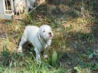 English Setter Puppies for sale, multiple beaty championship Mother