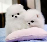 Wunderschöne Pomeranian-Welpen suchen ein liebevolles Zuhause