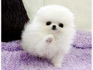 Wunderschöne Pomeranian-Welpen suchen ein liebevolles Zuhause