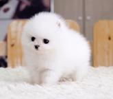 Wunderschöne Pomeranian-Welpen suchen ein liebevolles Zuhause