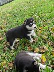 Siberian husky puppies are looking for a home.