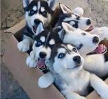 Siberian husky puppies are looking for a home.