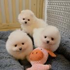 Pomeranian puppies are looking for a home.
