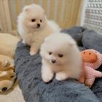 Pomeranian puppies are looking for a home.