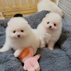 Pomeranian puppies are looking for a home.