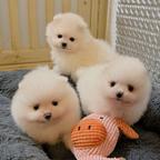 Pomeranian puppies are looking for a home.