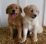 Golden retriever puppies