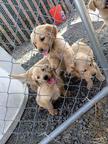 Cute golden retriever puppies for sale