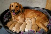 Sweet Golden retriever puppies for sale