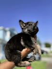 Beautiful German shepherd Puppies for sale