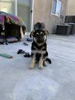 Beautiful German shepherd Puppies for sale