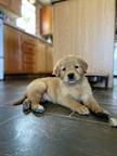 Golden retriever puppies for sale