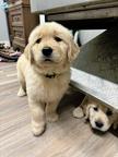 Golden retriever puppies for sale