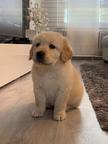 Golden retriever puppies for sale