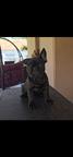 Beautiful male French Bulldog puppy available for a new loving home