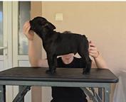 Beautiful male French Bulldog puppy available for a new loving home