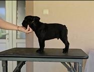 Beautiful male French Bulldog puppy available for a new loving home