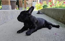 Beautiful male French Bulldog puppy available for a new loving home