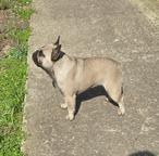 Beautiful male French Bulldog puppy available for a new loving home