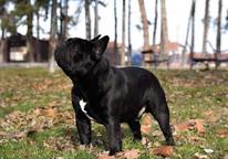 Beautiful male French Bulldog puppy available for a new loving home