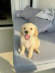 Golden retriever puppies for sale