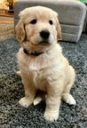 Golden retriever puppies for sale