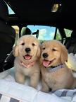 Golden retriever puppies for sale
