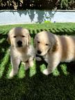 Golden retriever puppies for sale