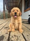 Golden retriever puppies for sale