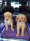 Amazing golden retriever puppies for sale
