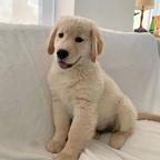 Sweet golden retriever puppies for sale