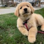 Cutie golden retriever puppies for sale