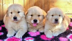 Golden retriever puppies for sale