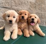 Sweet golden retriever puppies for sale