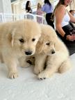Cutie golden retriever puppies for sale
