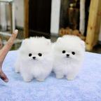 2 beautiful Pomeranian puppies. Business whatsapp contact: +37258421245