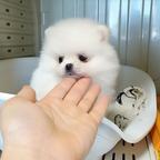 2 beautiful Pomeranian puppies. Business whatsapp contact: +37258421245