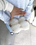 2 beautiful Pomeranian puppies. Business whatsapp contact: +37258421245