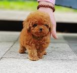 Beautiful toy poodle puppies for sale.,Business whatsapp contact: +37258421245