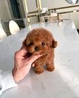 Beautiful toy poodle puppies for sale.,Business whatsapp contact: +37258421245