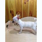 Male & Female Chihuahua Puppies for Sale.Business whatsapp contact: +37258421245